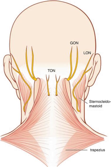 Lesser Occipital Nerve Anatomy