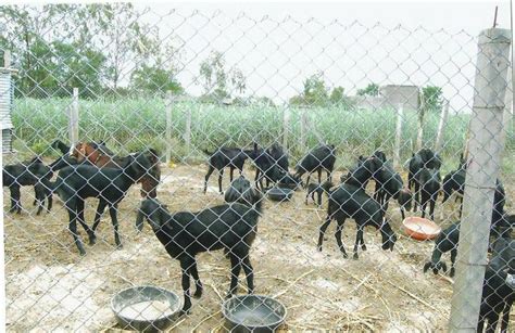 Osmanabadi Goat Farming Photo Gallery