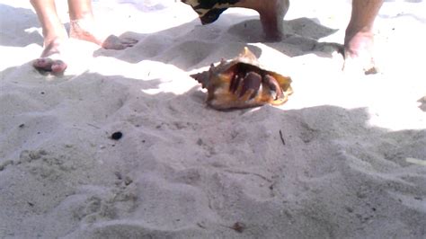 So, what was the hermit crab trying to do? HERMIT CRAB IN A BIG CONCH SHELL HERMITANO - YouTube