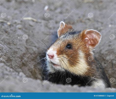 Field Hamster Portrait Stock Image Image Of European 47308683