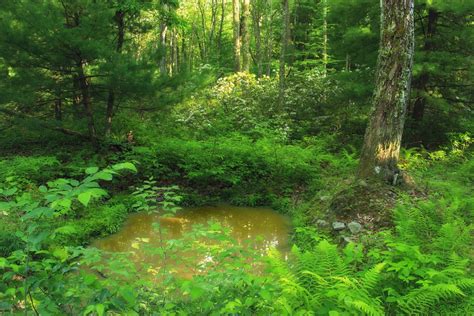 Free Images Swamp Wilderness Hiking Summer Pond Stream Green