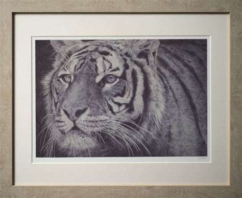 Framed Tiger In Biro Cy Baker Award Winning Artist