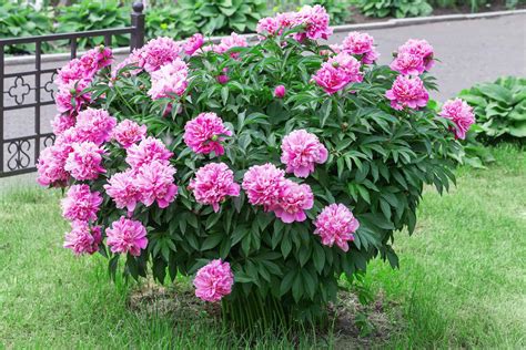 How To Grow Peonies Your Complete Guide