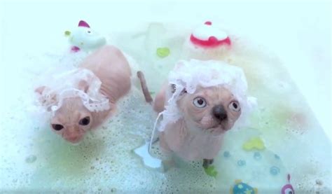 Sphynx Kittens Take A Fabulous Bubble Bath In This Artsy Video Sphynx
