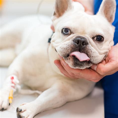 What Causes Bulldog Acne