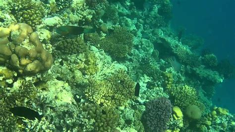 My Video In The Red Sea Coral Reefs And Colored Fish