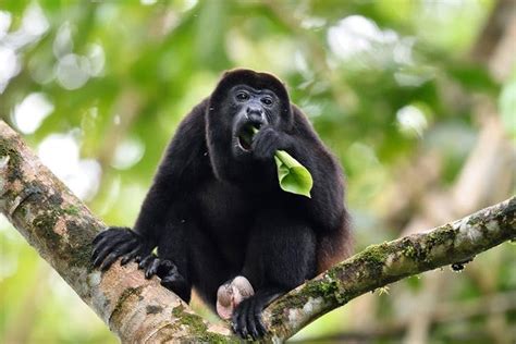Panama Monkeys Discovery Eco Tour Marriott