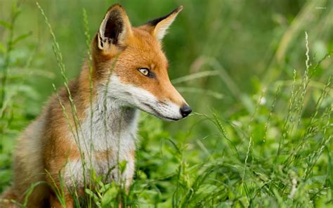 Fox In The Grass Wallpaper Animal Wallpapers 39028