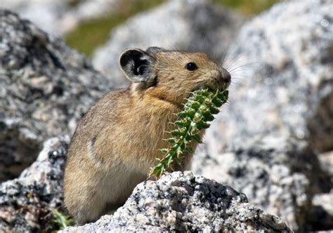 Pin By Lurie Mcadow On Pikas Wild Hamsters Cute Animals Animals