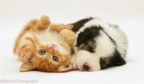 It is very popular to decorate the background of mac, windows, desktop or android device beautifully. Download Gambar Kucing Anggora Lucu Dan Menggemaskan ...