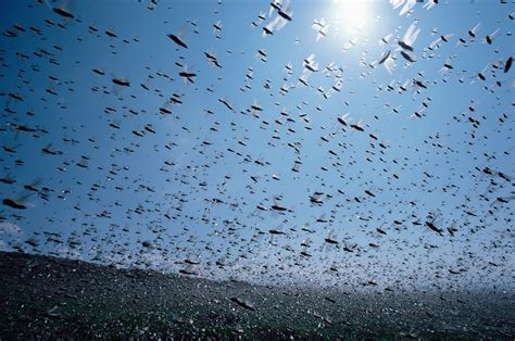 How The Science Of Swarms Can Help Us Fight Cancer And Predict The