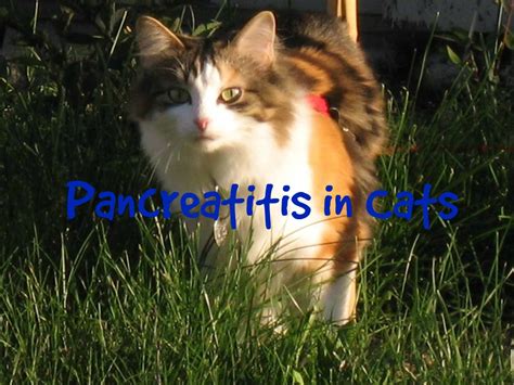 What are the signs of pancreatitis? VS Podcast 34 Pancreatitis in Cats, Skin Disease Answers ...