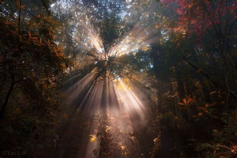 Lights In The Forest Scenery Pictures Landscape Photography Nature