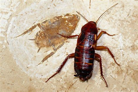 10 Facts About Cockroaches That Will Blow Your Mind Discover Walks Blog