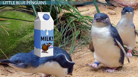 Little Blue Penguin Facts Lesson For Kids Lesson