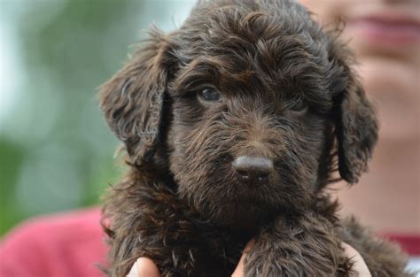 Our parent dogs produce the following colors: Mini Labradoodle Puppies