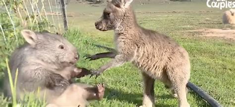 Video Kangaroo And Wombat Love Jennifer Reis Yoga