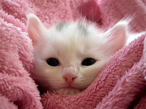 Free Photo Kitten Cat Fluffy Cat Cute Free Image On Pixabay 227011