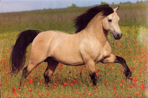 Buckskin roan connemara stallion golddigger laddie. Pin by Betty Collins on cheval | Buckskin horse, Horse ...