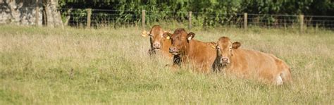 Cattle Auction Sales At Ashford Market Hobbs Parker