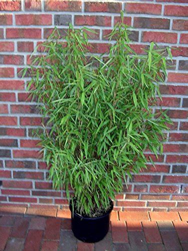 Bambus Höhe 160 170 Cm Fargesia Jumbo Winterharte Pflanze Für Den