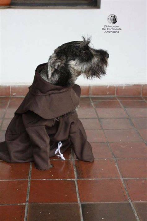 Este Perro Fue Adoptado Por Franciscanos Y Es Llamado Fray Bigotón