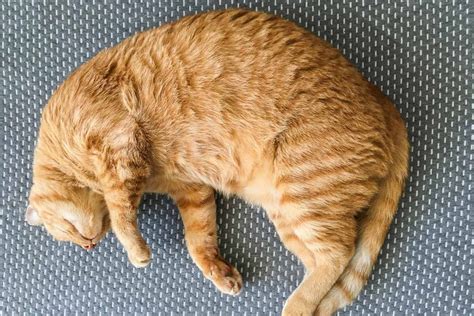 9 cat sleeping positions when sick 2022 all owners need to know cat sleeping positions cat