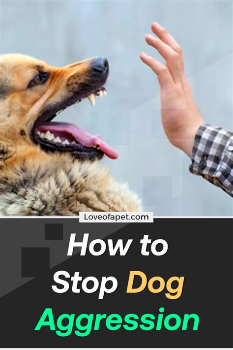 How To Stop Dog Aggression 5 Ways If You Want To Train Your Dogs To