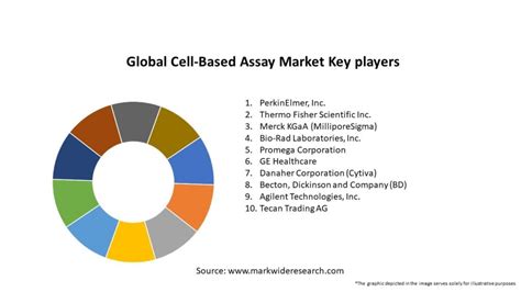 Global Cell Based Assay Market 2024 2032 Size Share Growth