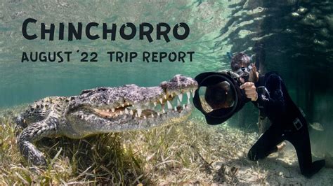 Diving With Crocodiles At Chinchorro Banks 4k Youtube