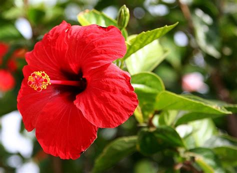 Hibiscus Plant Hibiscus Rosa Sinensis Grow And Care Indoors
