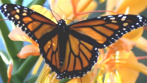 Monarch Butterfly Flapping Wings As Eating Nectar In Flowers Youtube