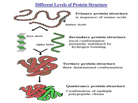 Ppt Protein Structure Prediction Powerpoint Presentation Id734327