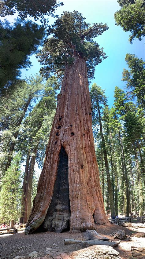 General Sherman Tree Trail At Sequoia National Park
