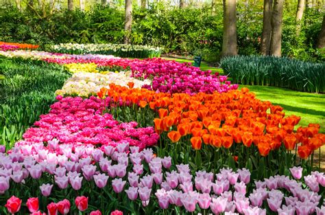 Check spelling or type a new query. 10 tips to develop beautiful flowerbeds | Flower bed ...