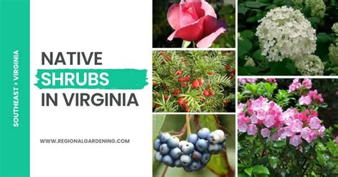 21 Native Shrubs In Virginia Photos And Care Tips Regional Gardening