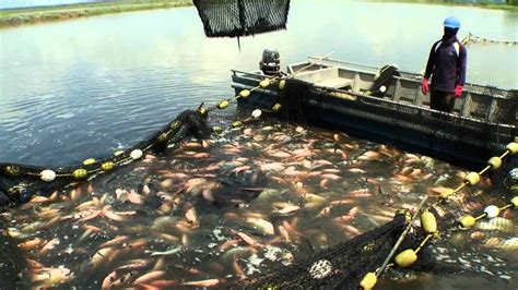 Tilapia Fish Farming Harvesting How To Raise Livestock For Profit