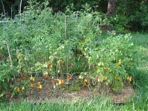 Determinate tomatoes commonly have leaves that are closer together on the stem, making them look bushier. Growing Food in Florida: Tomato tomato tomatoe ... Variety!