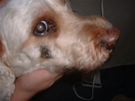 Have A Question About A Growth On My Old Dogs Face Can I Send Someone A