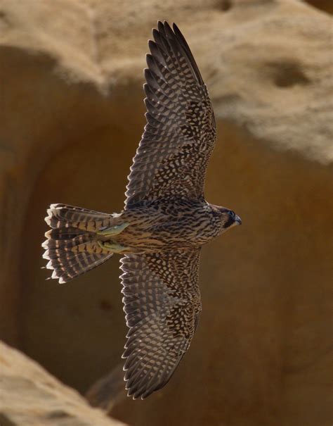 Peregrine Falcon | San Diego Bird Spot