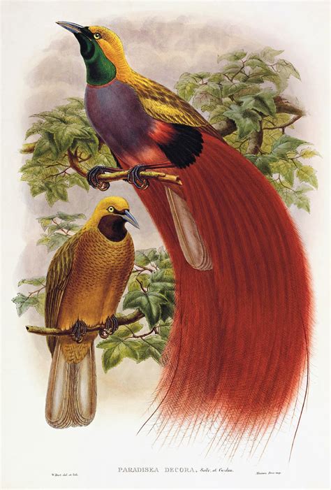 Maybe you would like to learn more about one of these? Birds of Paradise - sushibird.com
