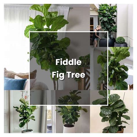 How To Grow Fiddle Fig Tree Plant Care And Tips Norwichgardener