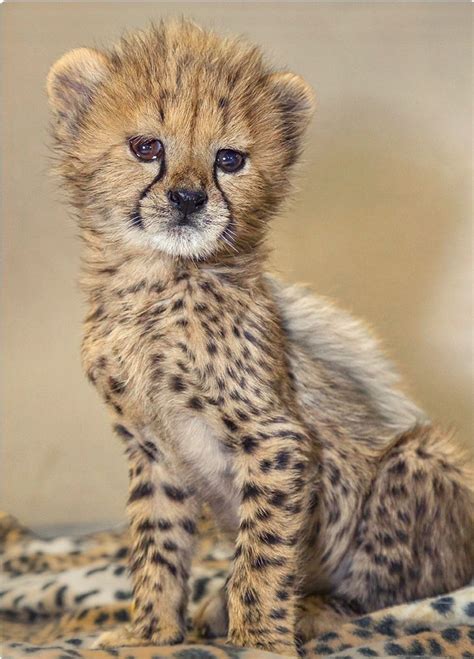 Adorable Baby Cheetah Animals Wild Cute Animal Pictures