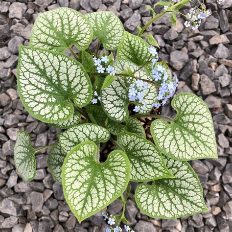 Brunnera Macrophylla Jack Frost Heart Leaf Bugloss 45 Pot