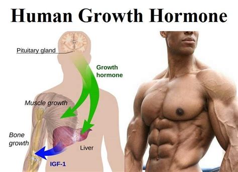 มารู้จัก Growth Hormone ฮอร์โมนที่เกี่ยวกับความสูง และช่วยชะลอวัยหนุ่มสาว