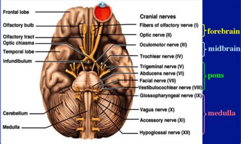 cranial nerves flashcards quizlet