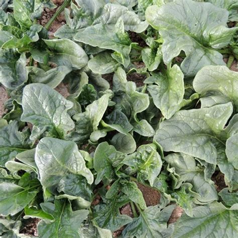 Viroflay Spinach Garden Seeds 4 Oz Non Gmo Heirloom Vegetable