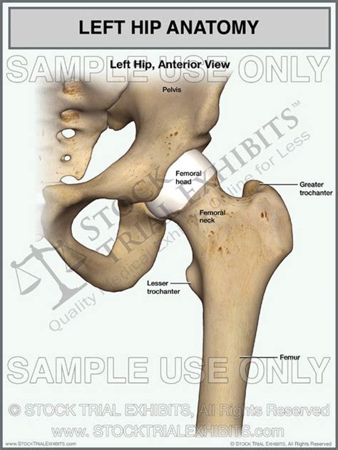 Left Hip Normal Anatomy Stock Trial Exhibits