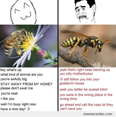 Wasp Memes Best Collection Of Funny Wasp Pictures