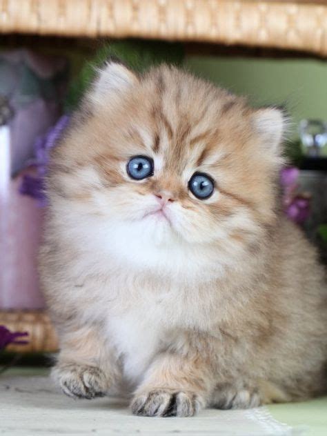 14 Teacup Kittens Ideas Kittens Teacup Kitten Kittens Cutest